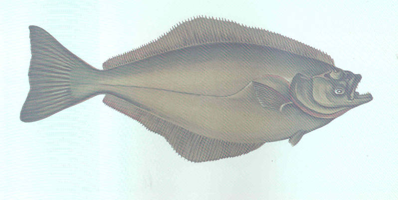 Hippoglossus hippoglossus (Linnaeus, 1758)
